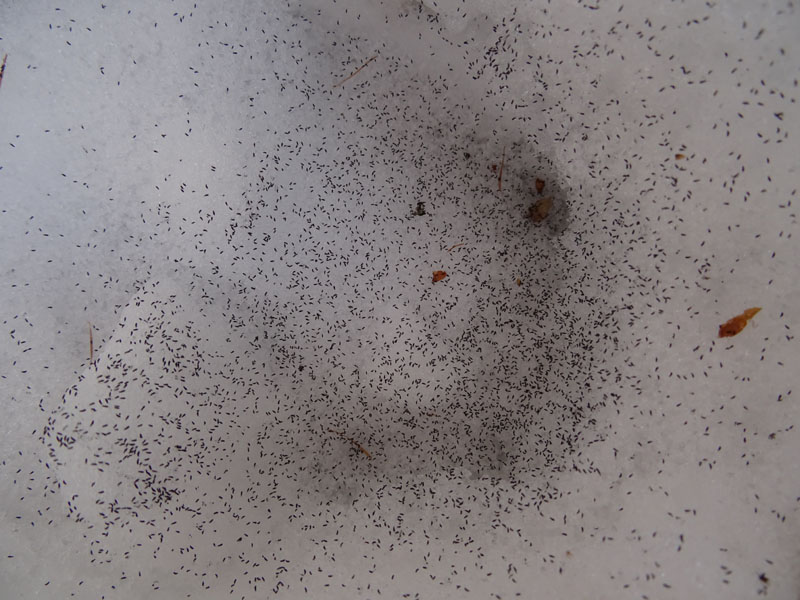a centinaia....quale Hexapoda ?  Collembola